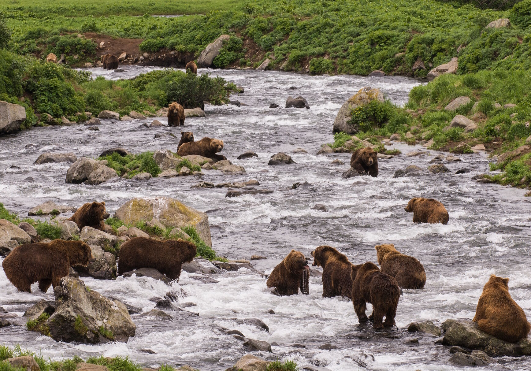 Медведи у реки