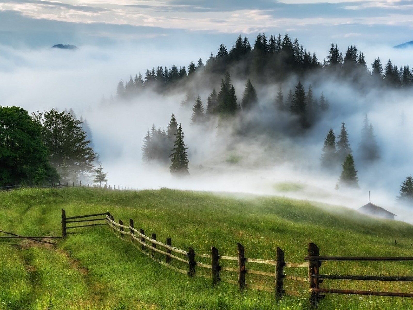 Туман и елки