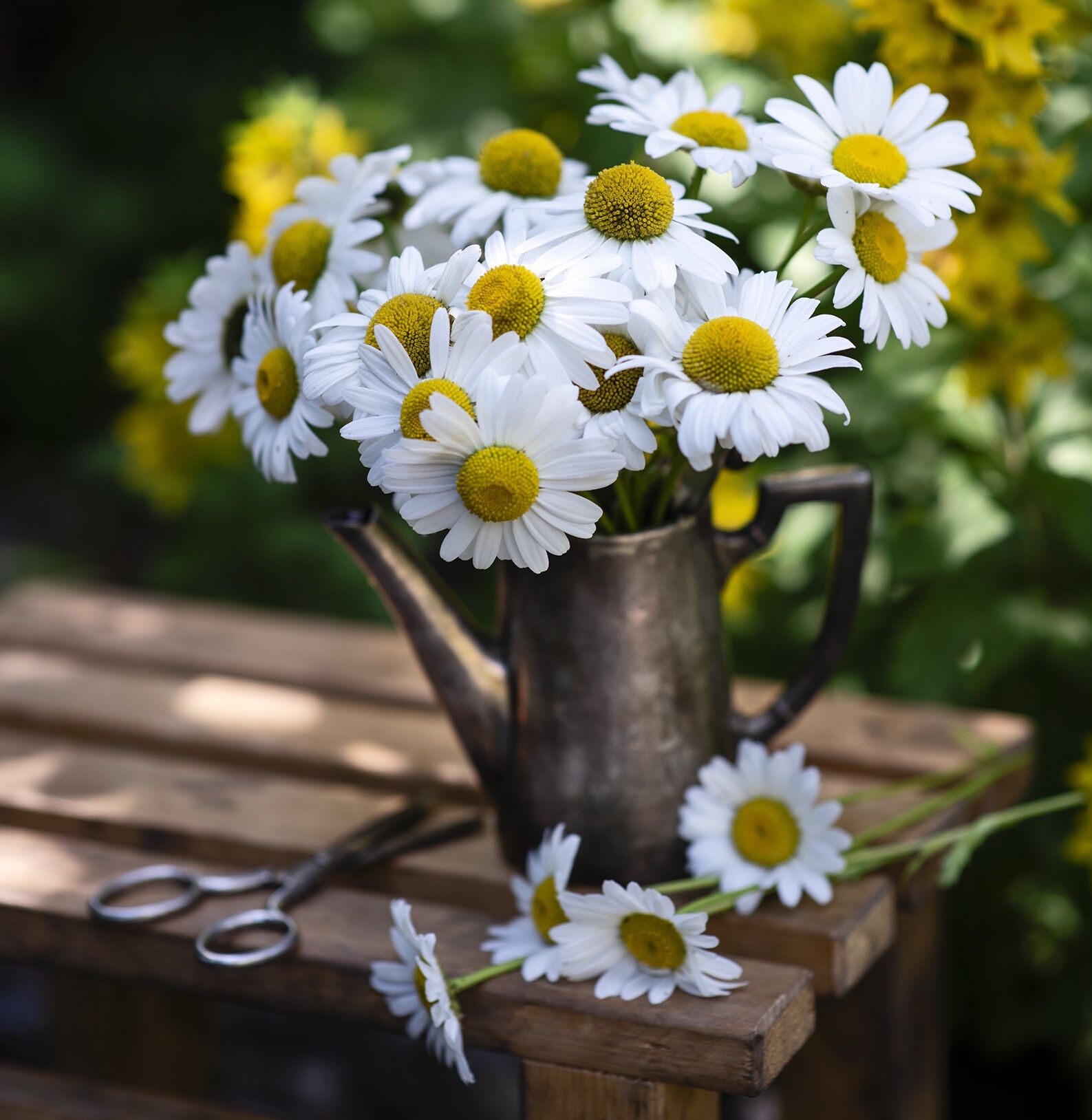 Ромашки в лейке