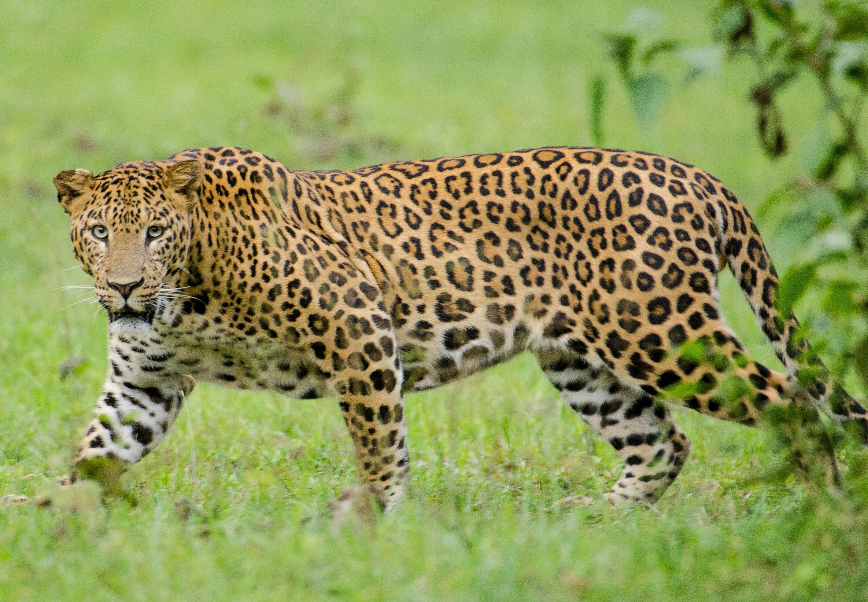 Индийский леопард