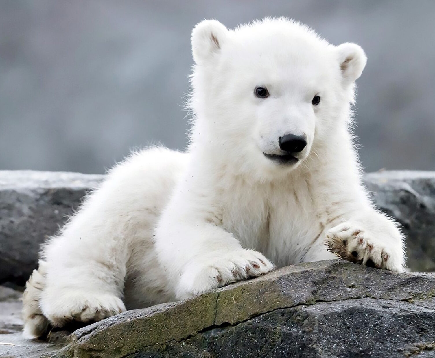Белый медвежонок