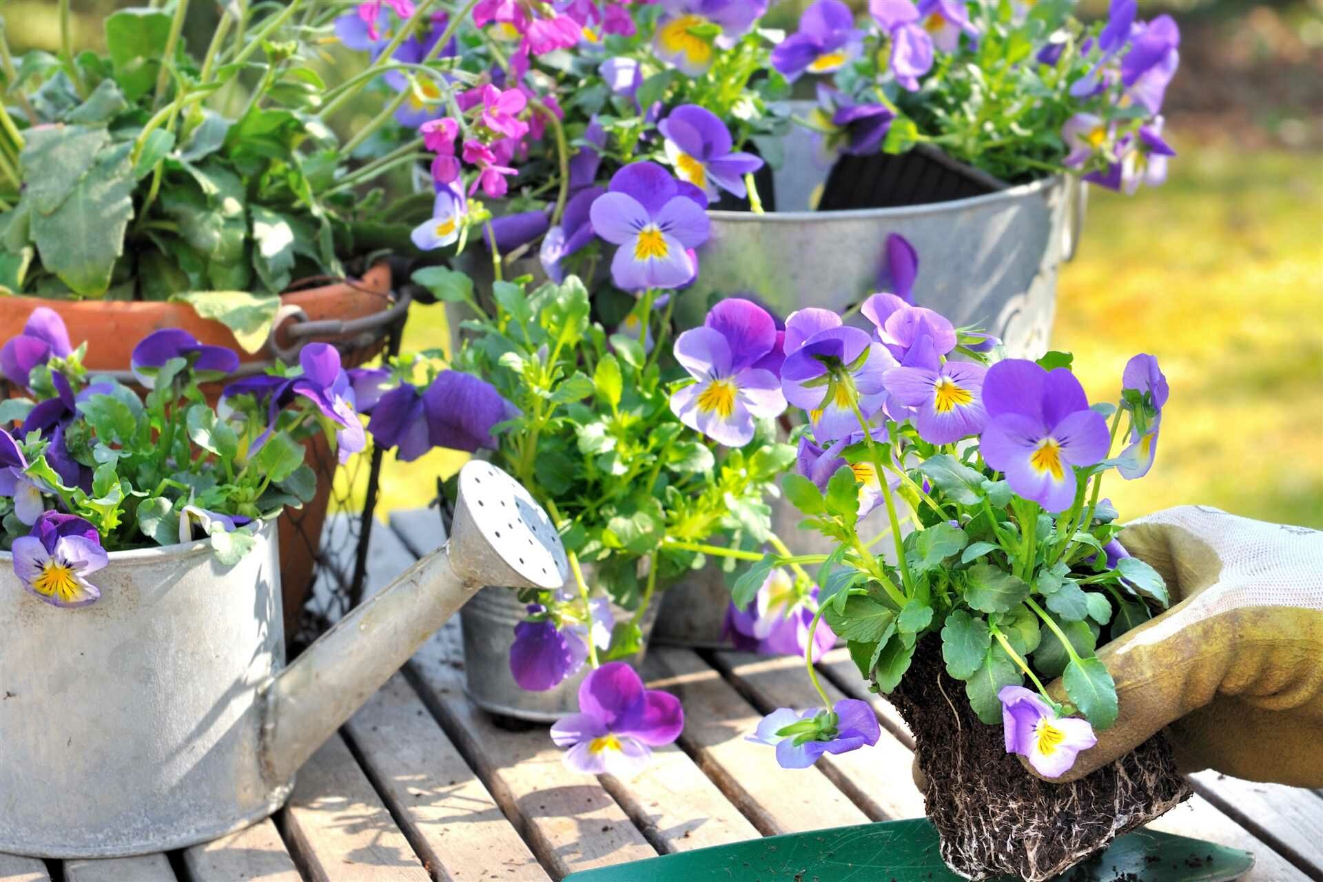 Анютины глазки, посадка