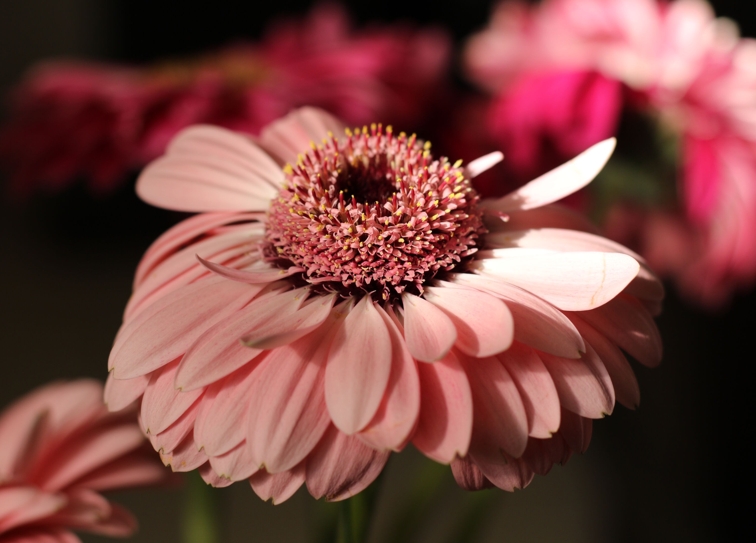 Розовая гербера крупно