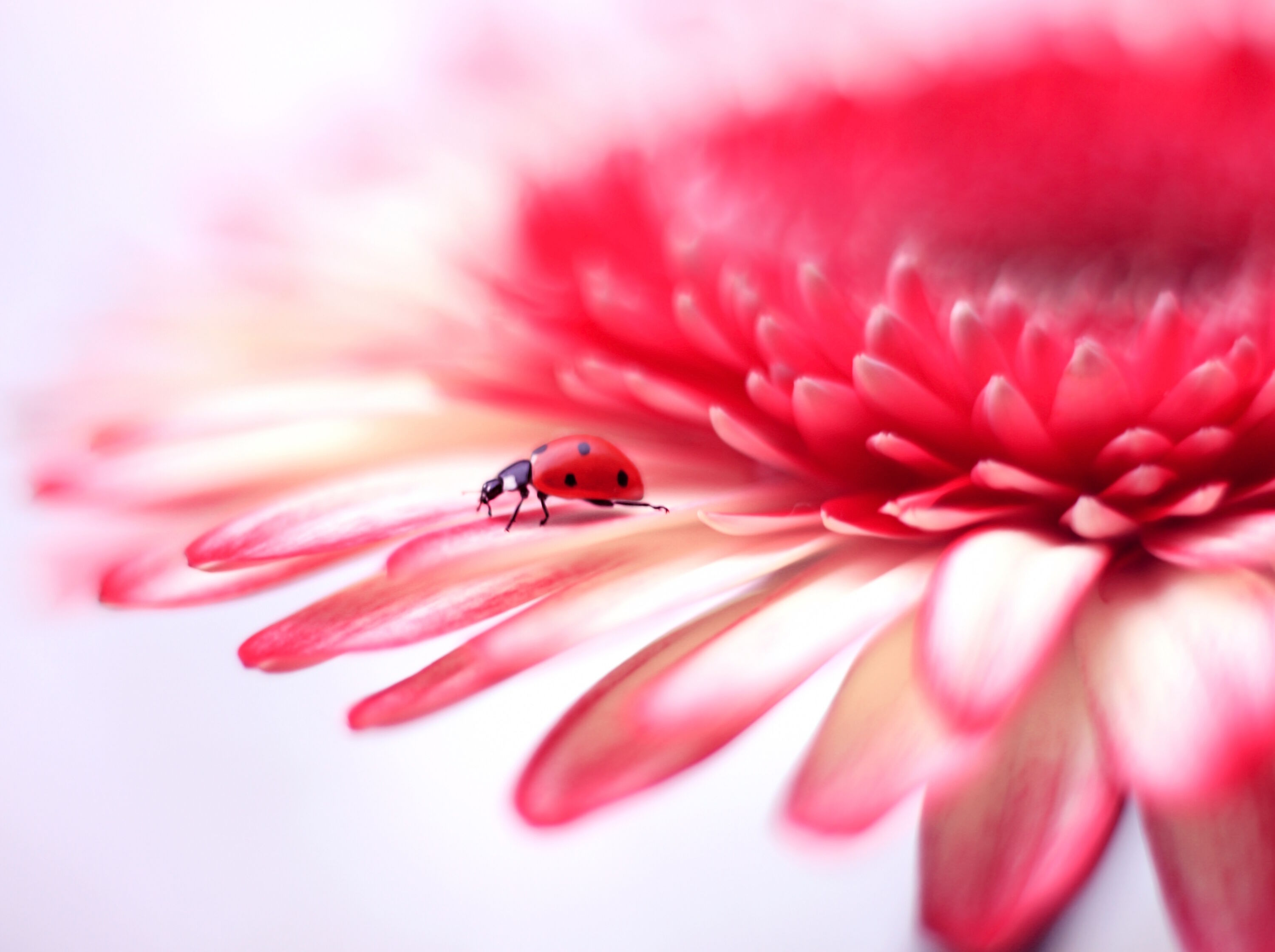 Божья коровка на гербере