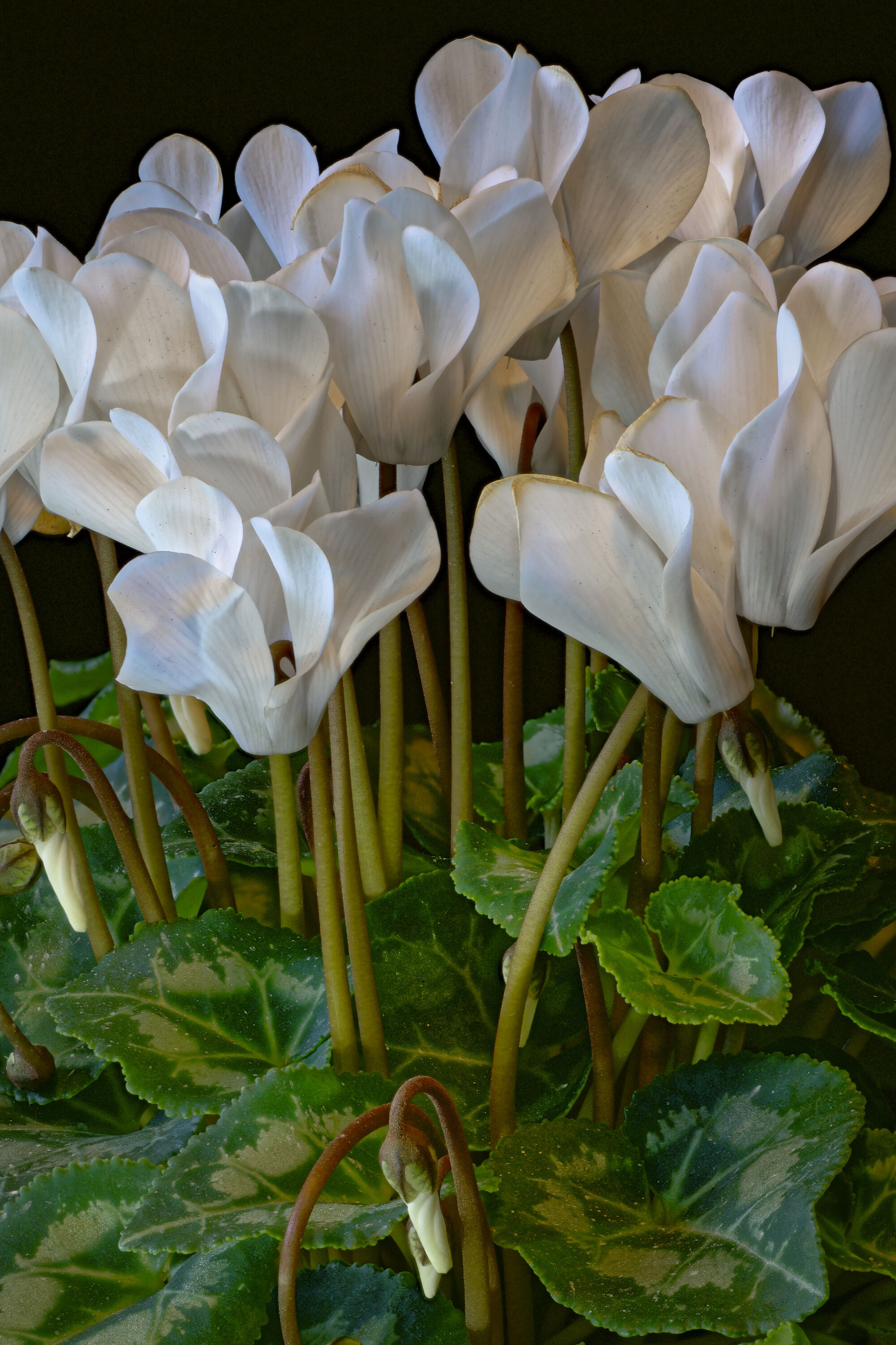 Белый цикламен