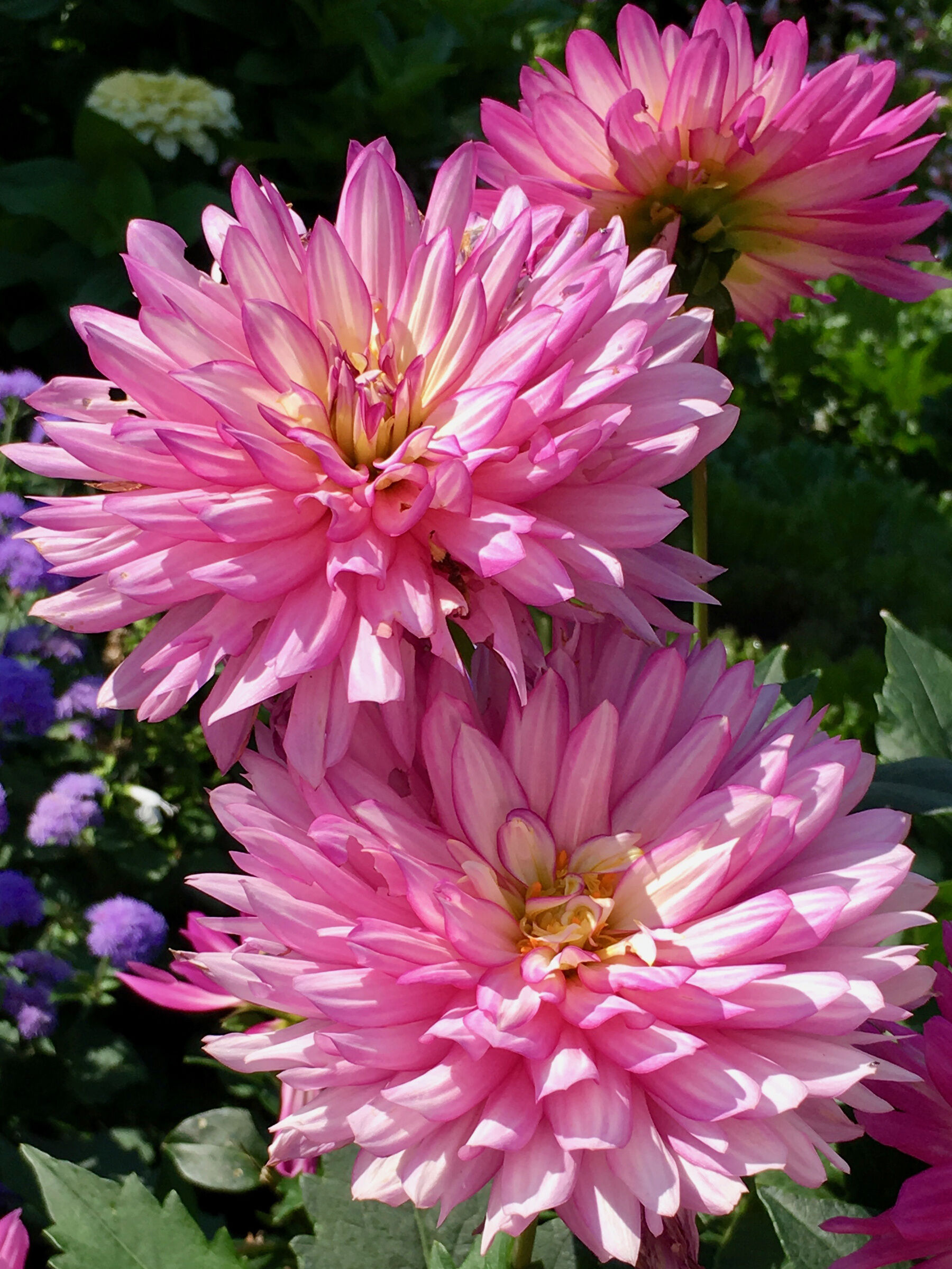 Розовые крупные георгины