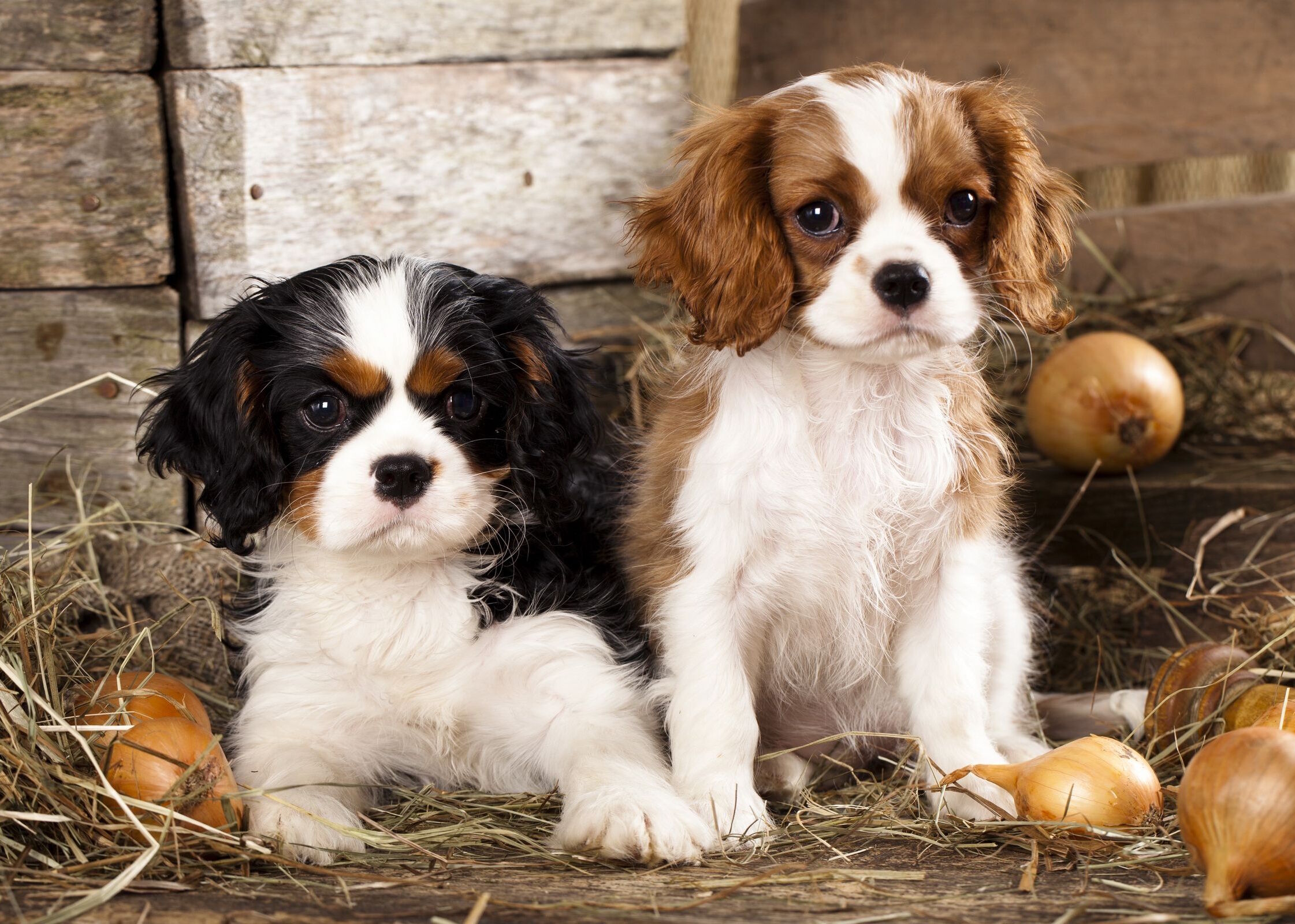Кавалер кинг чарльз спаниель