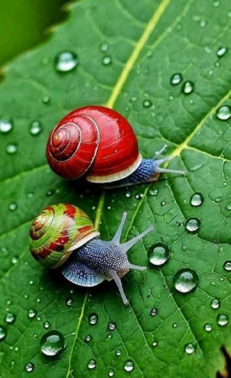 Разные улитки