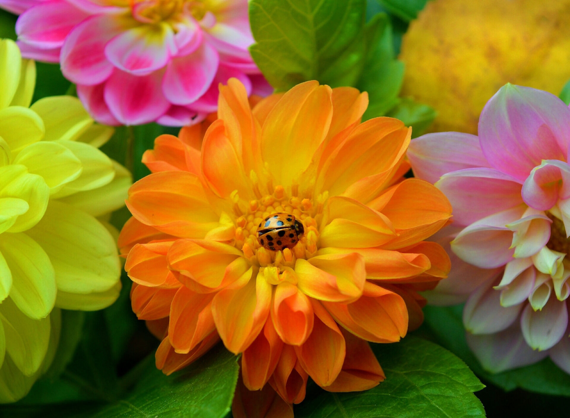 Божья коровка в георгине