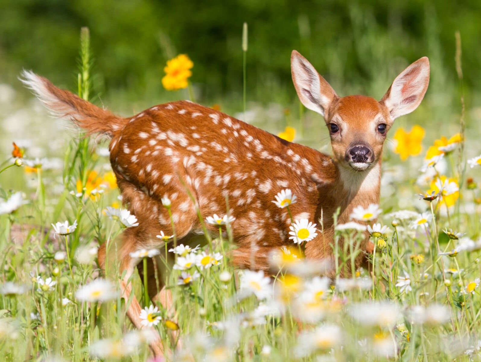 Олененок в ромашках