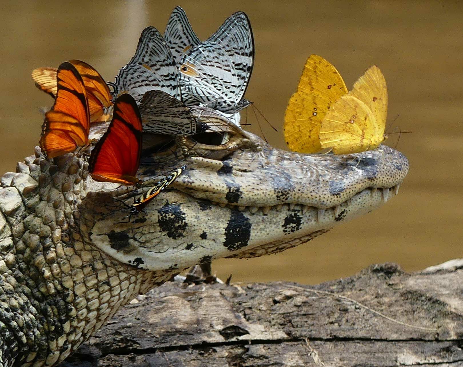 Очаровательный малыш