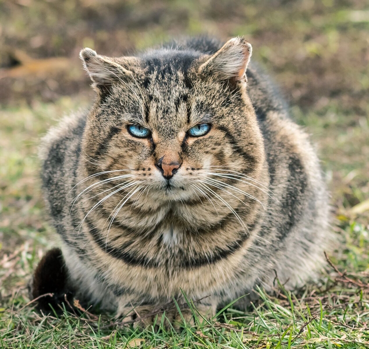 Лесной суровый кот