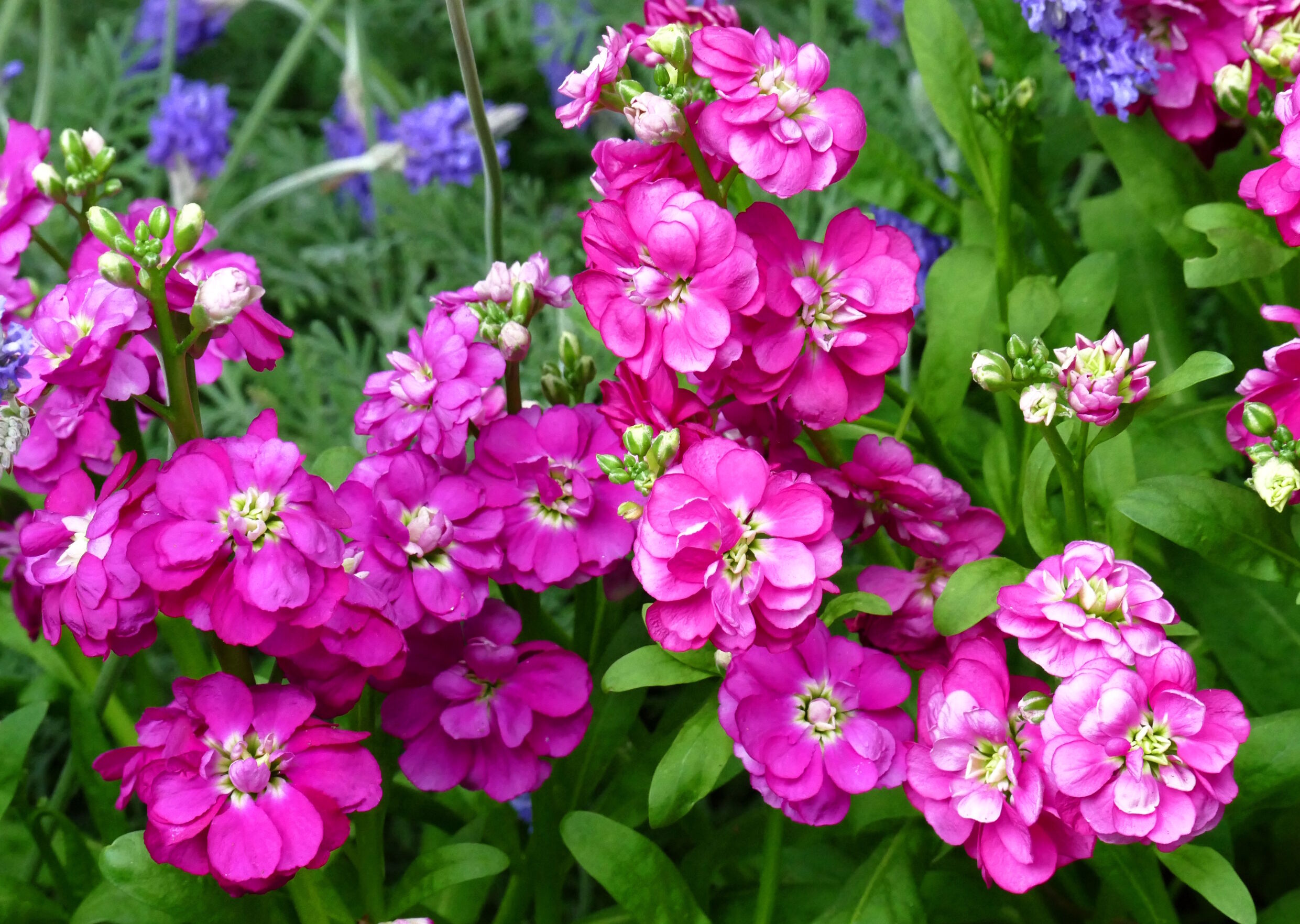 Маттиола розовая