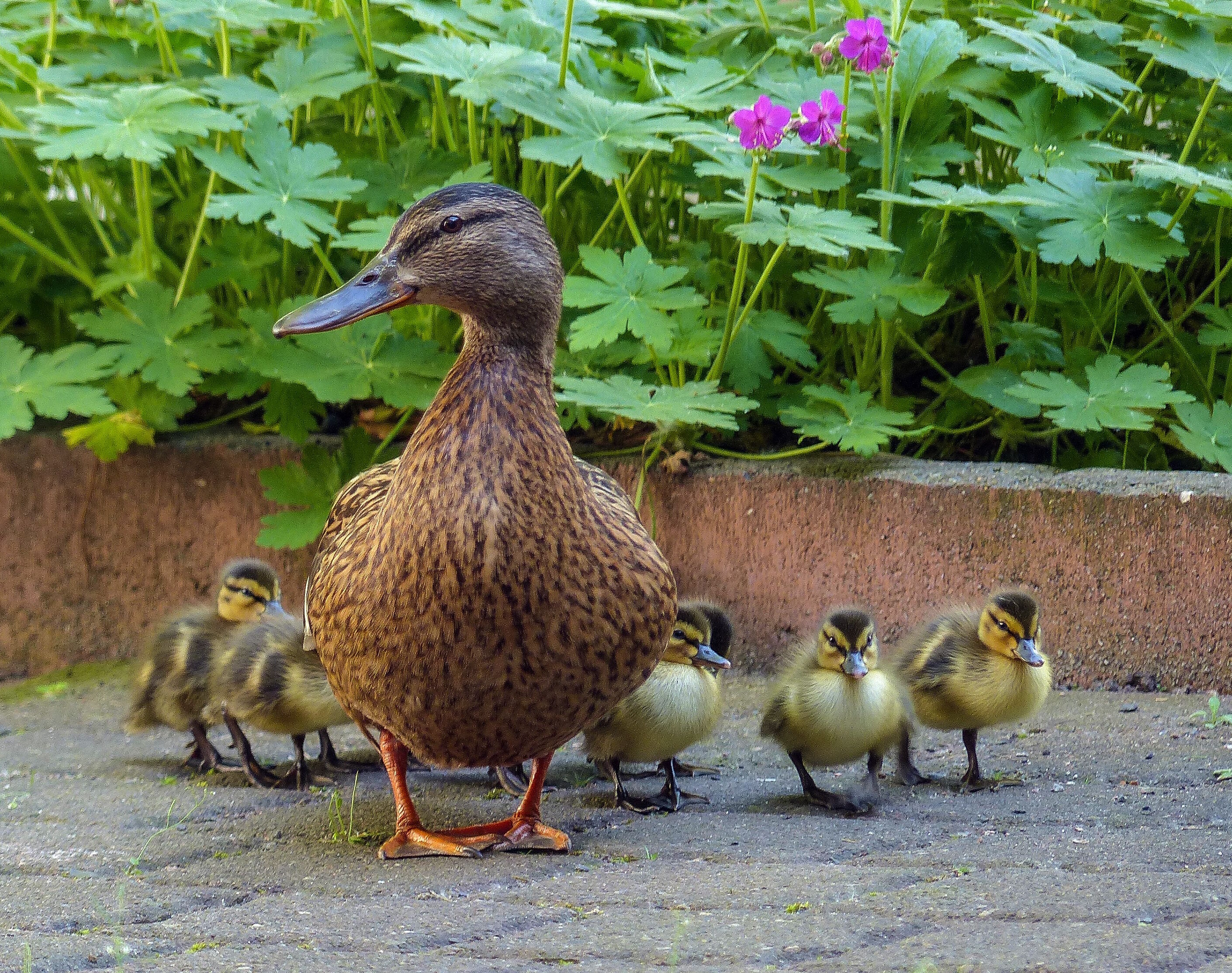 Утка и утятки