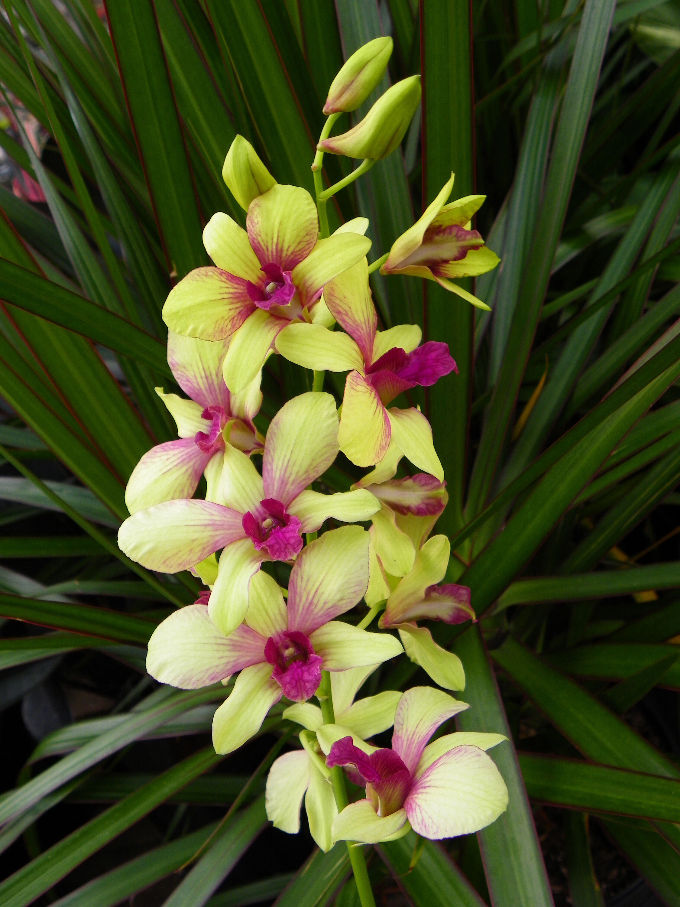 Желто-розовая орхидея