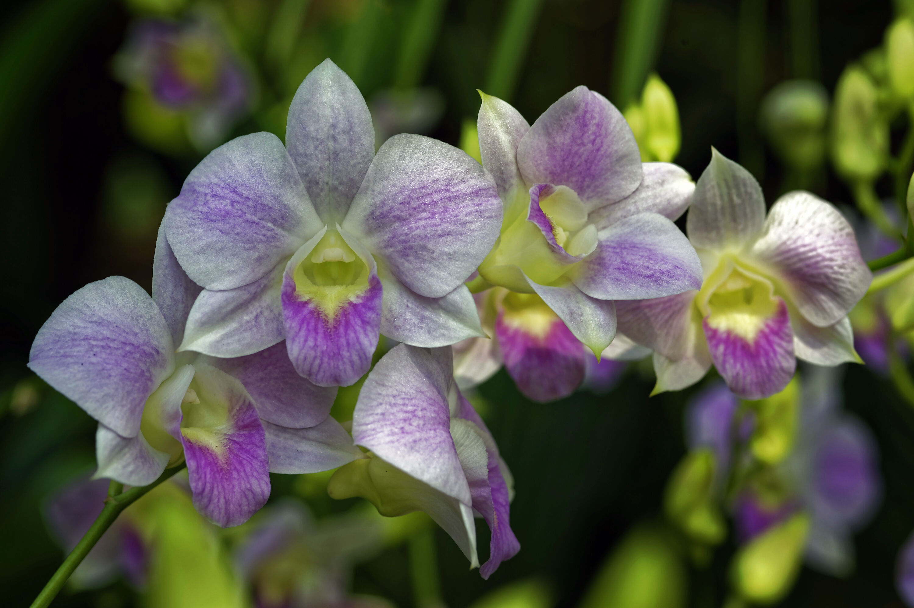 Нежные цветы орхидеи