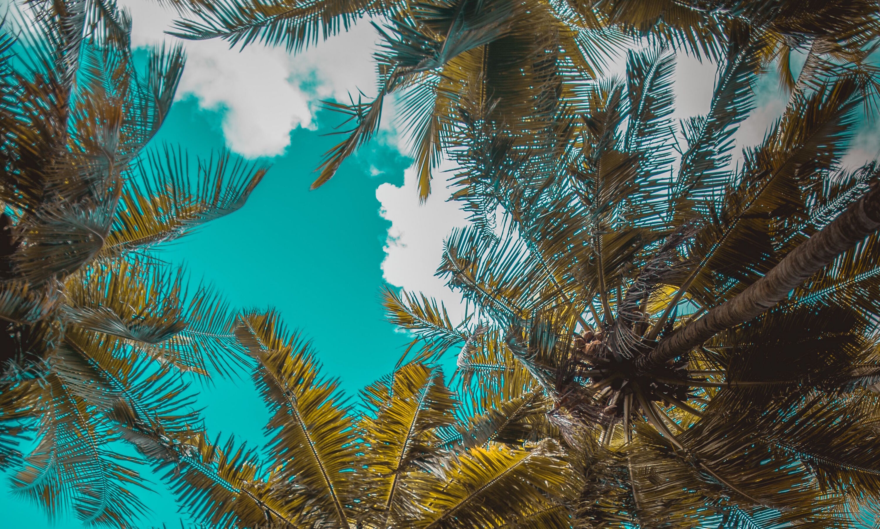 Пальмы и небо