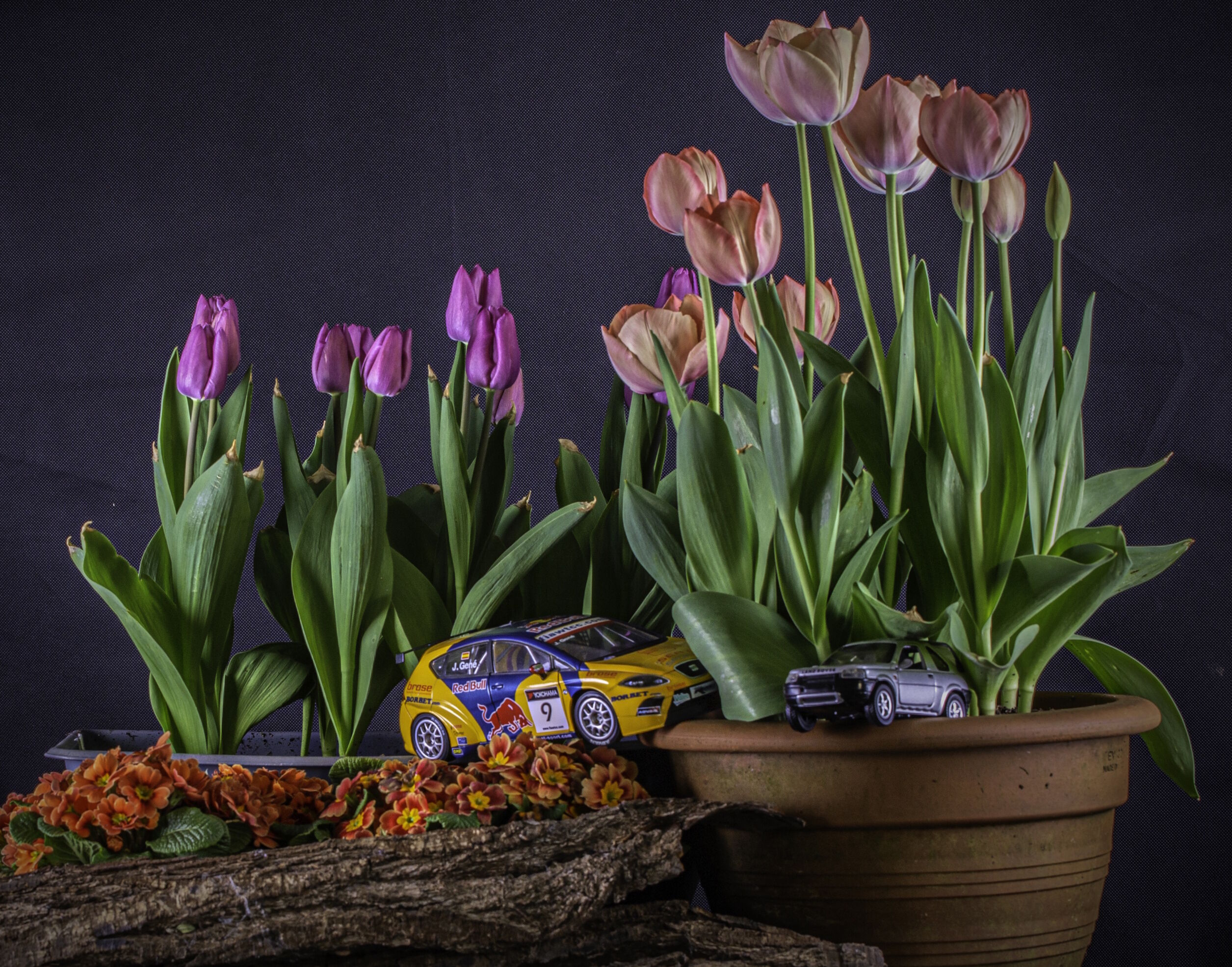 Тюльпаны и машинки