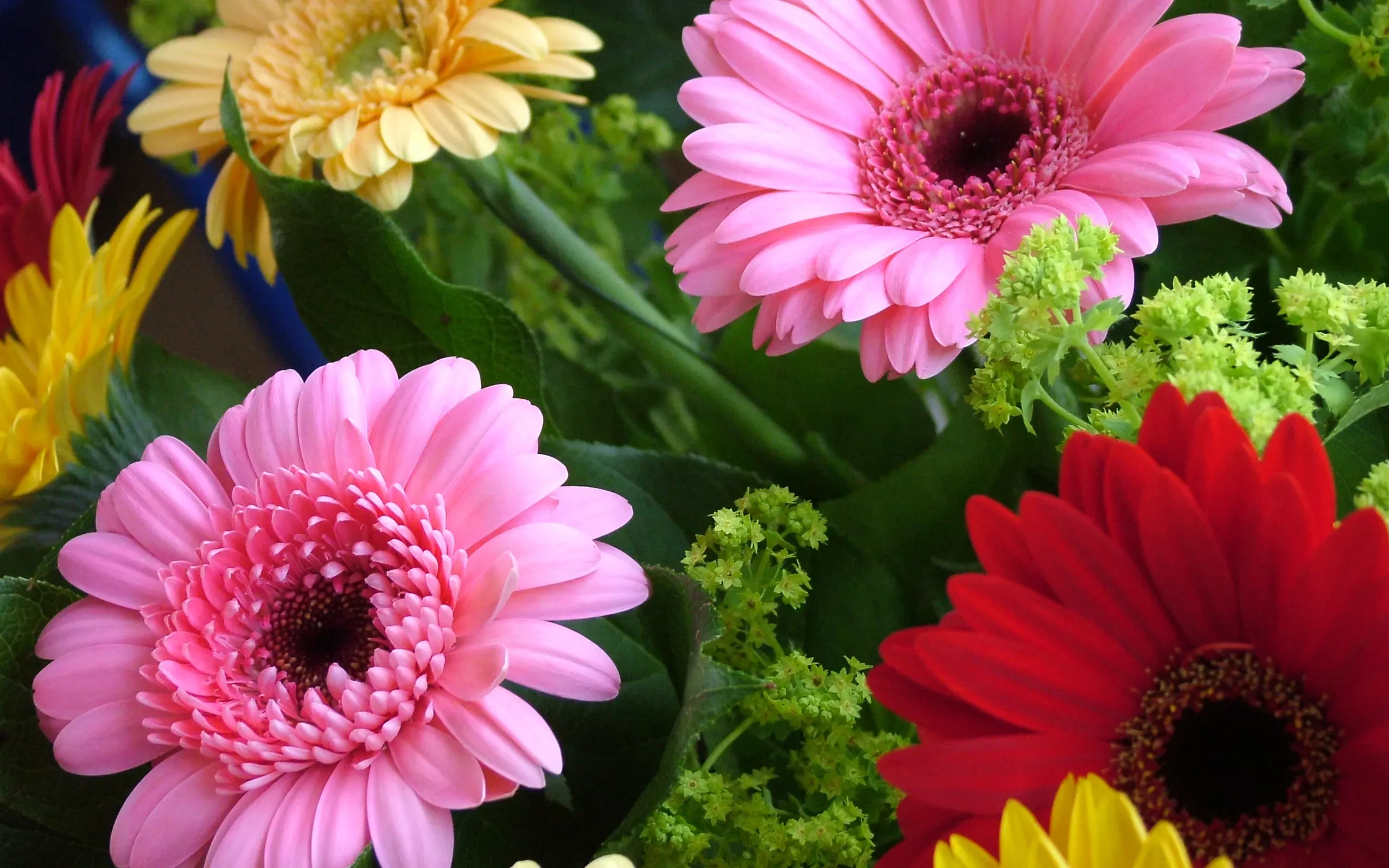 Герберы в зелени