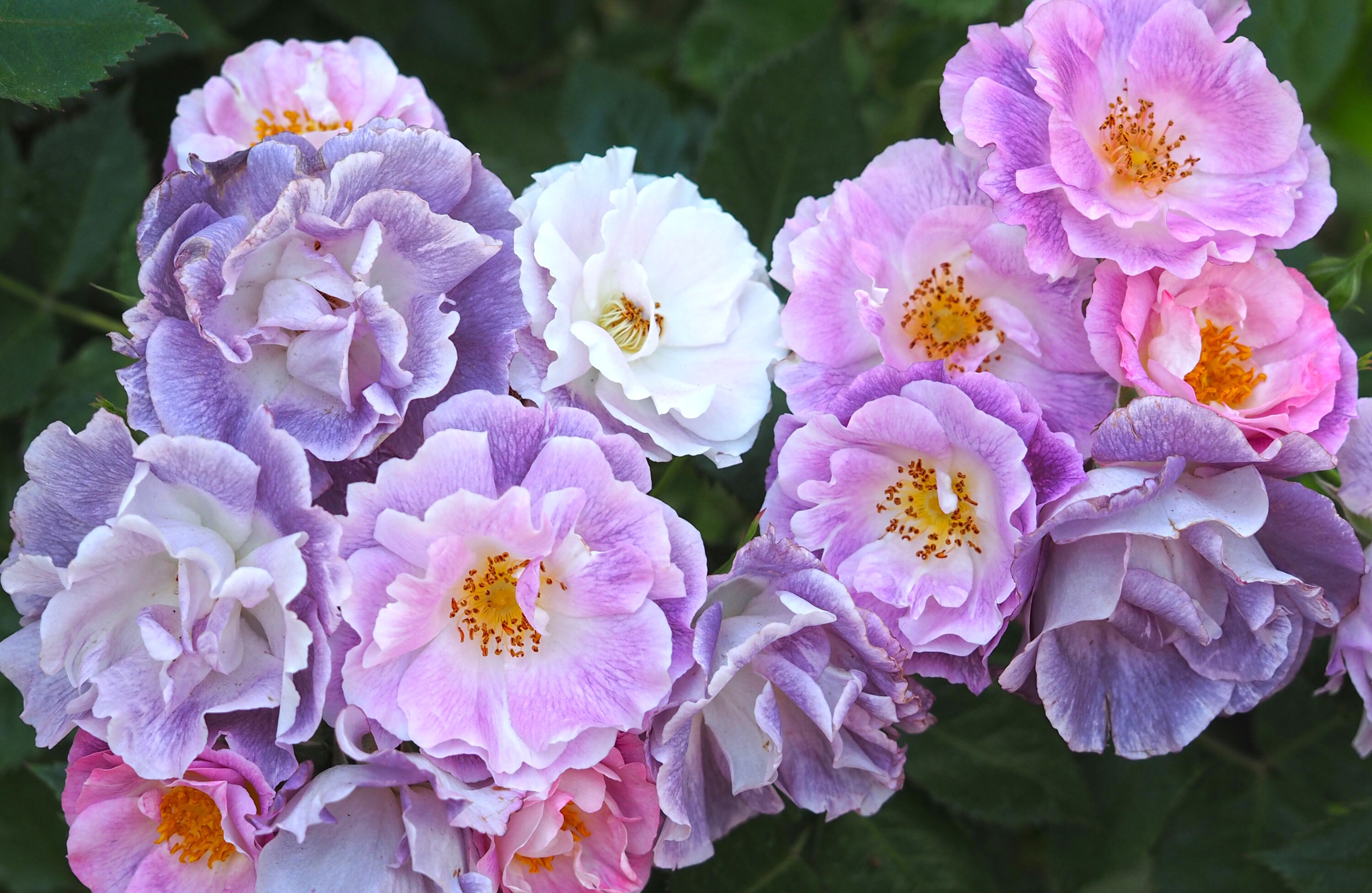 Необычная кустовая роза