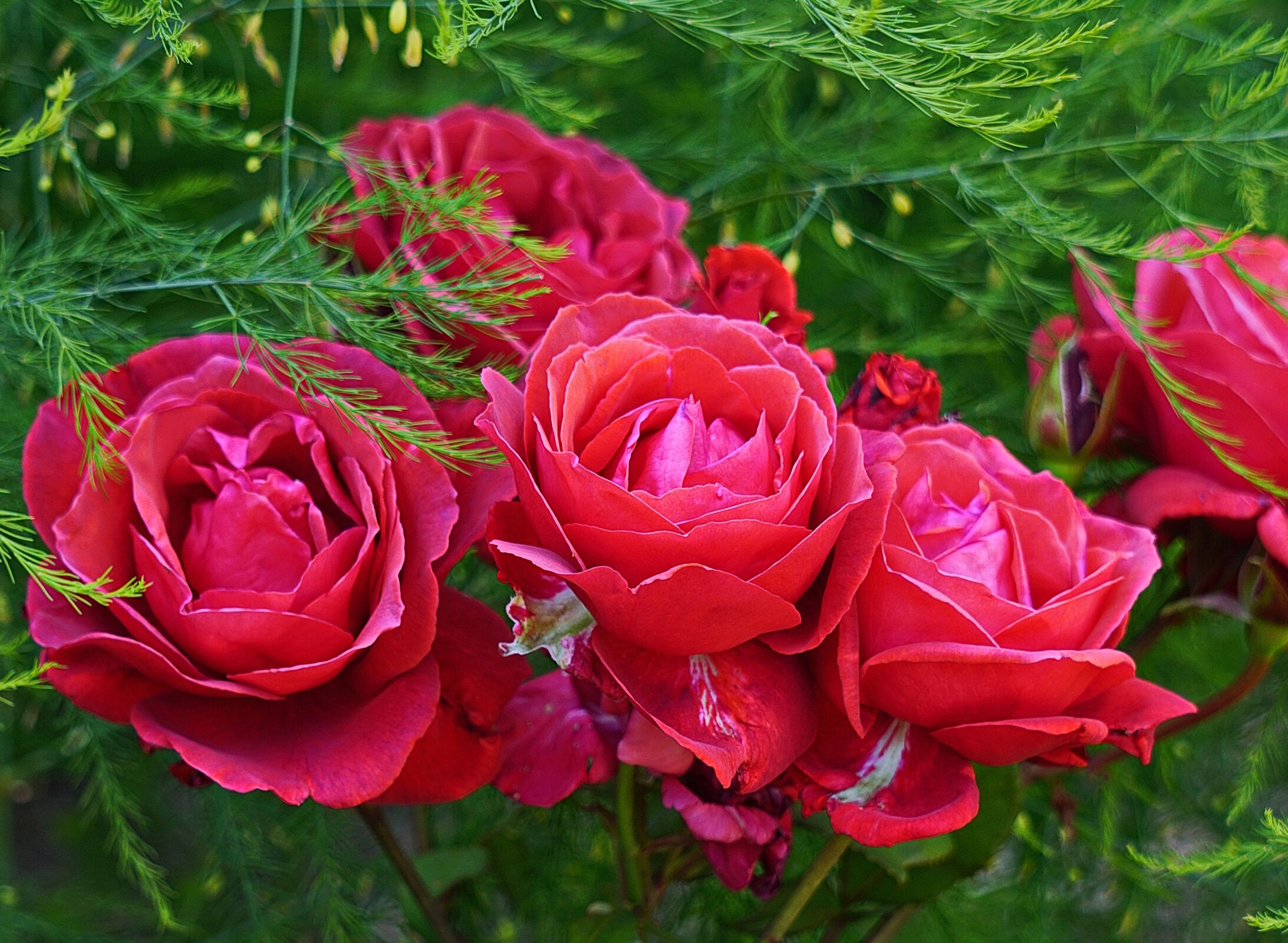 Красные розы в зелени