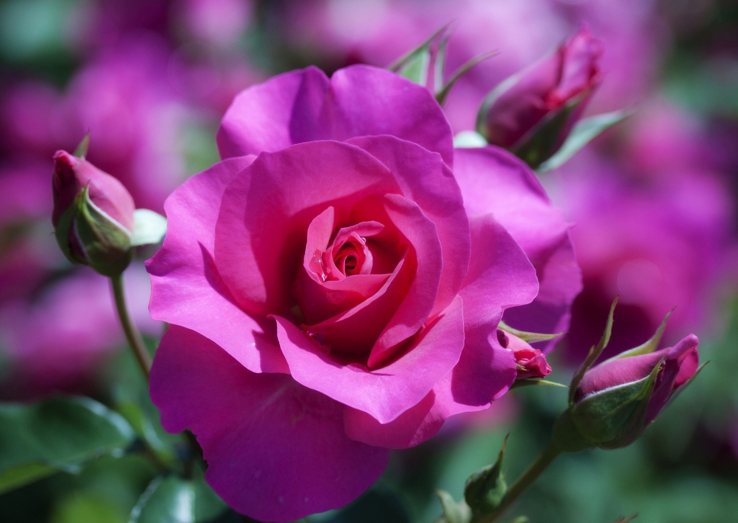 Флорибунда роза