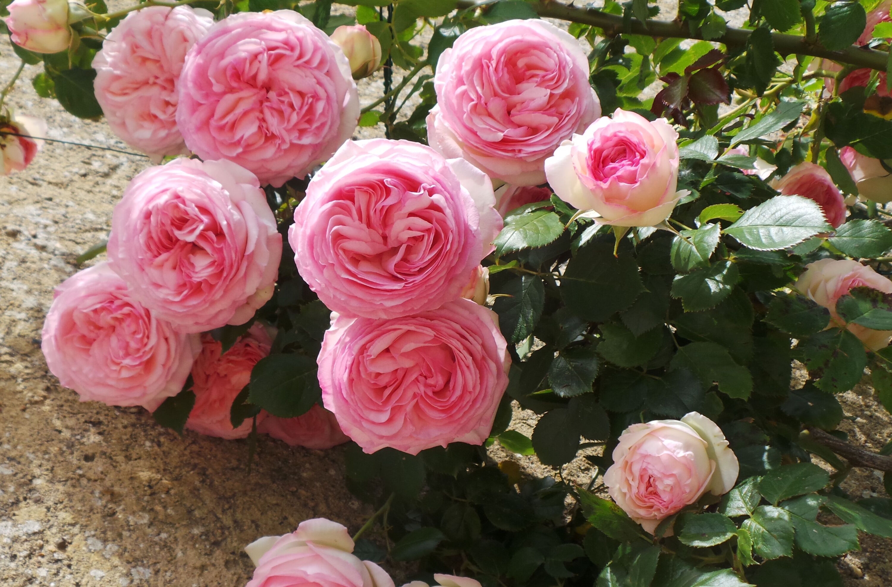 Райские розы