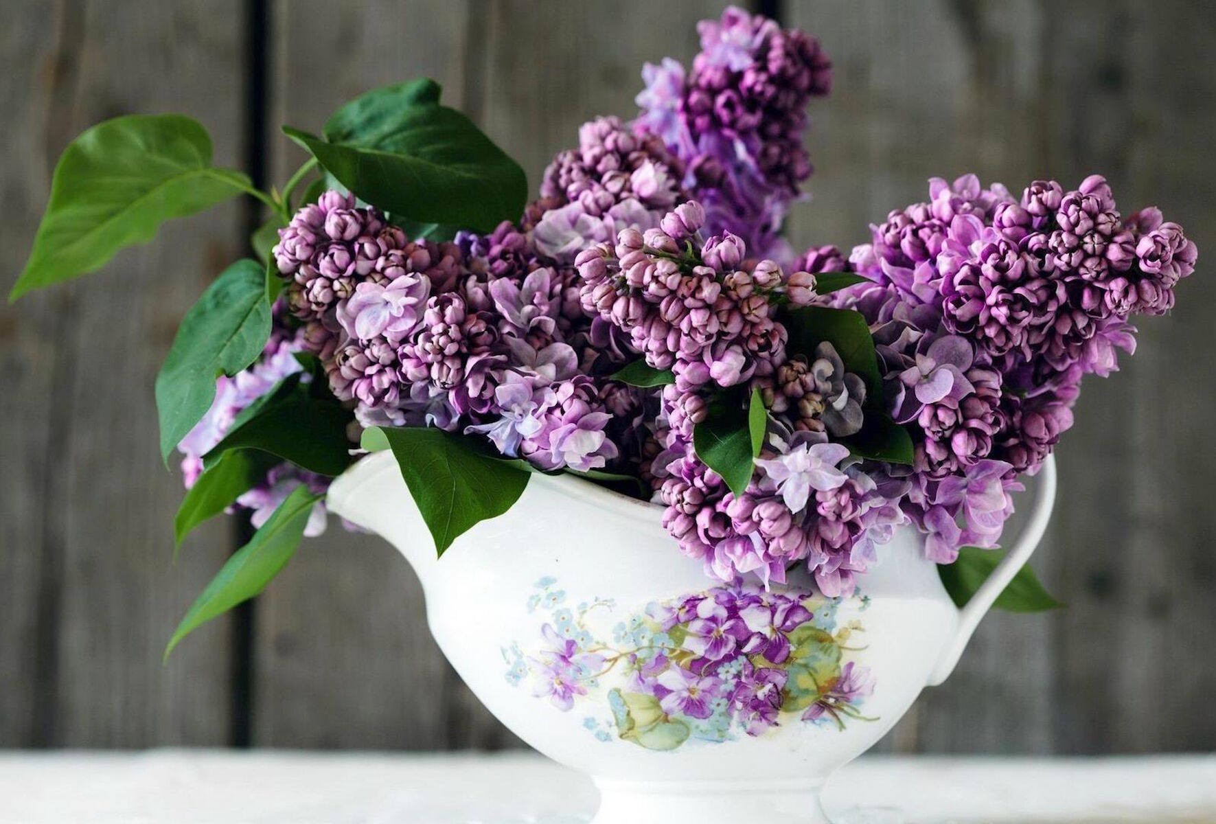 Махровая сирень