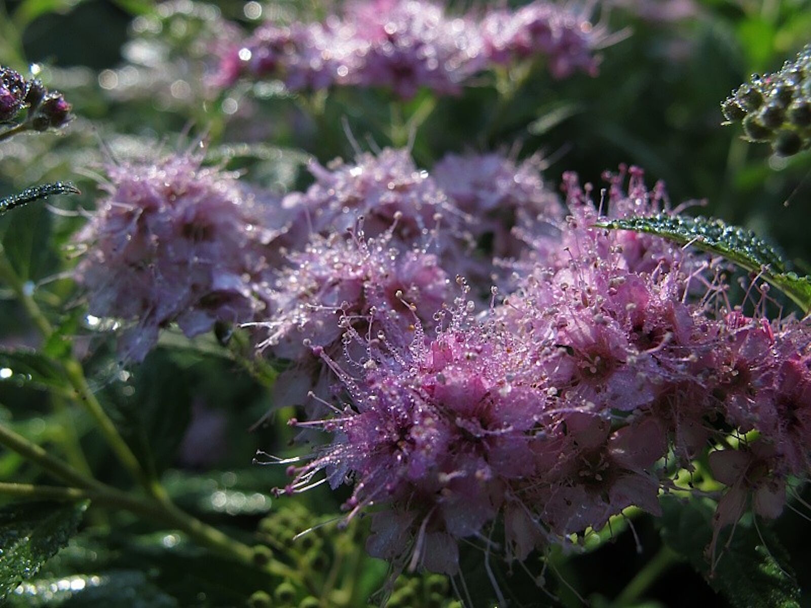 Спирея японская