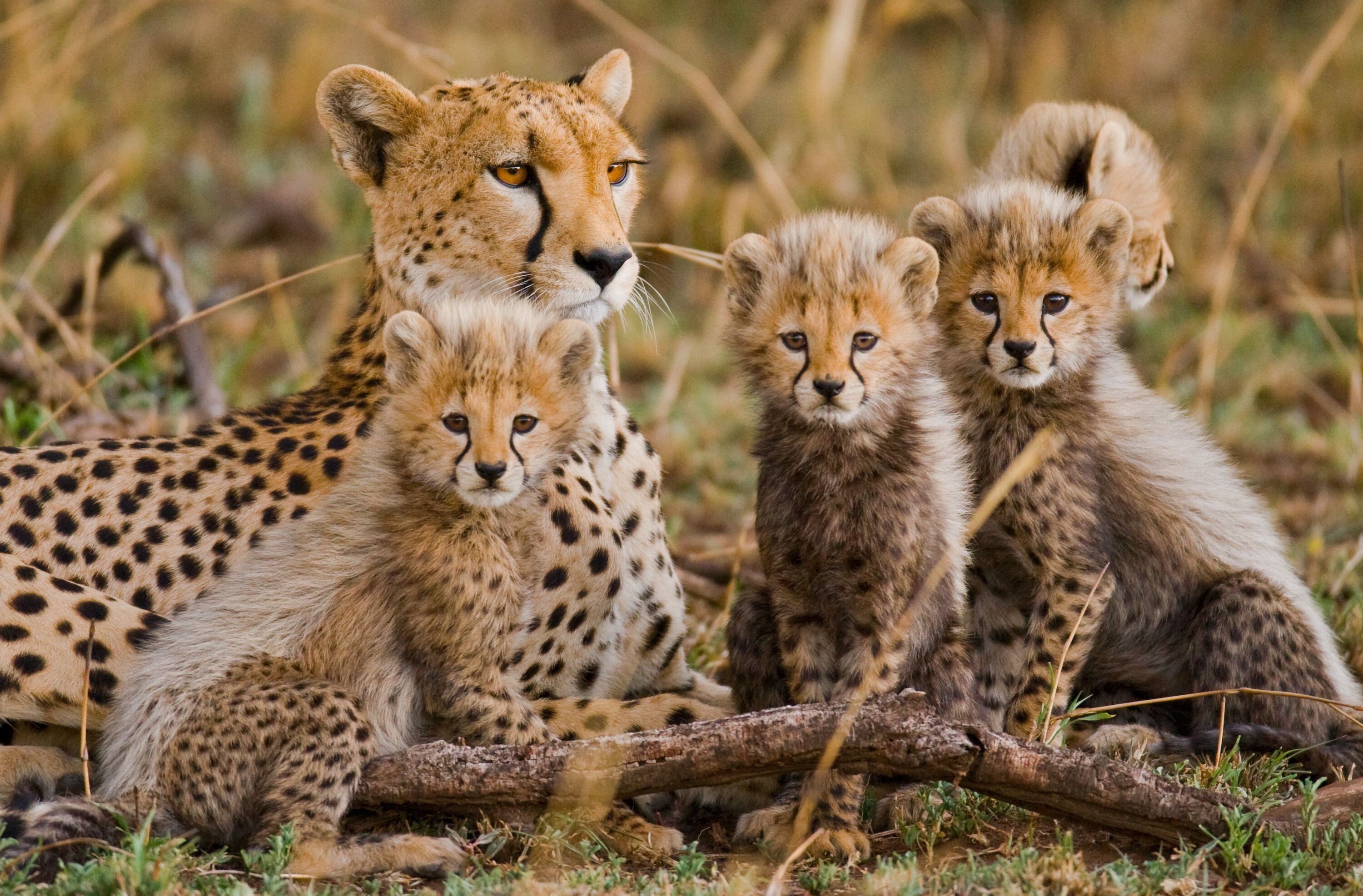 Гепардовая семья