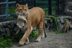 Пятнистая тигрица