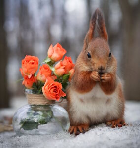 Белочка и розы