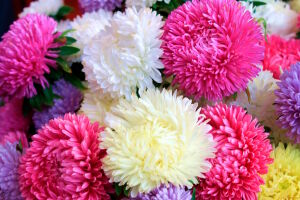 Пышные и крупные астры