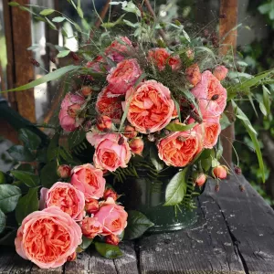 Роза Тантау Чиппендейл