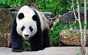 Панда большая