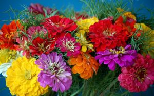 Цинния разноцветная