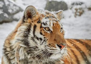 Амурский тигр и снег