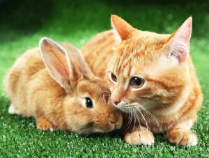 Рыжик и кролик