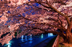 Цветущая сакура над рекой