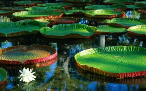 Виктория амазонская