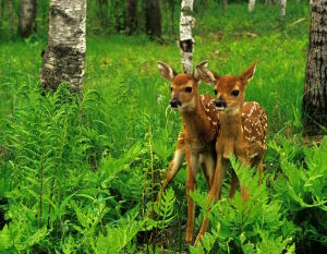 Оленята в лесу