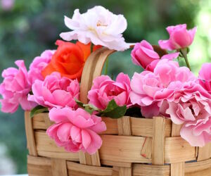 Розовые цветы в корзинке
