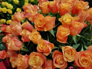 Коралловые розочки