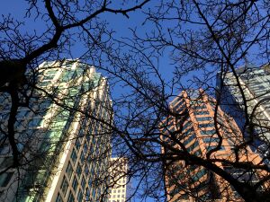 Ветки и небоскребы