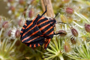 Щитник полосатый