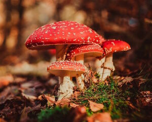 Ряд мухоморов
