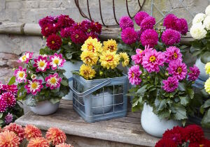Красивые цветы в горшках