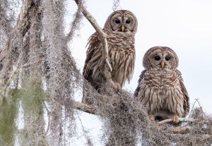 Зимние совы