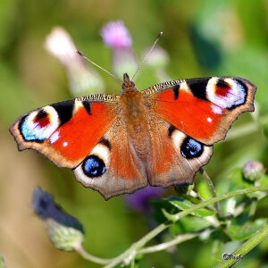 Бабочка Зорька