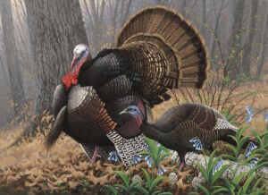 Пара индюков